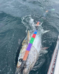 Tunny Bluefin Tape